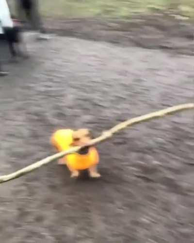 Dog got his social distancing stick out