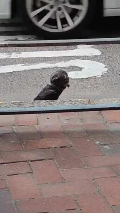 TF happened to this pigeon? It dropped right in front of me