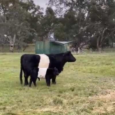 No DNA test required