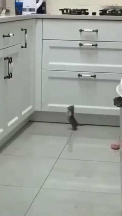 Almost made it. Almost.