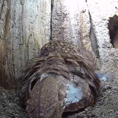 Inside the nest of a tawny owl family