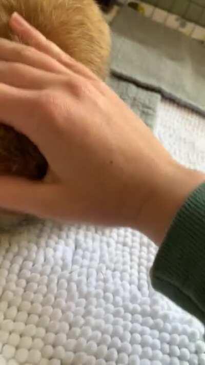 Does anyone know what this sound is?