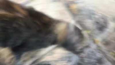 Old deaf cat wakes from a nap and yells hello, asks to be let inside