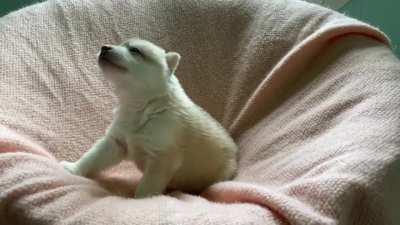 Koori Yama Siberians - Rogue