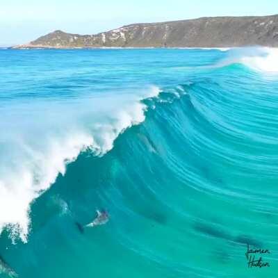 🔥 Dolphin Rainbow Surfers