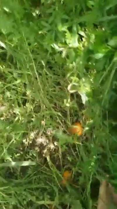 Grasshopper crush barefoot?