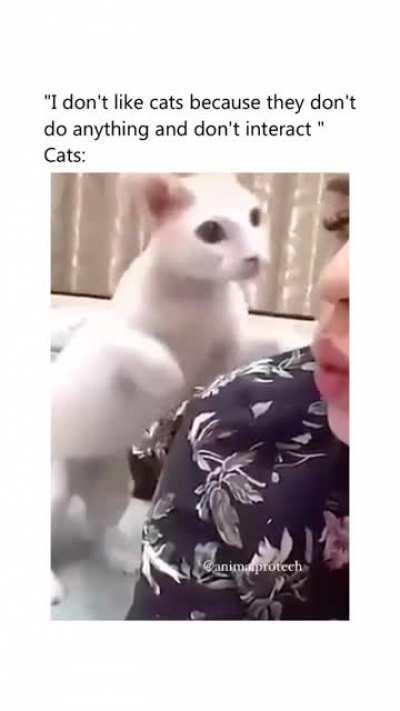 Your daily dose of cats !