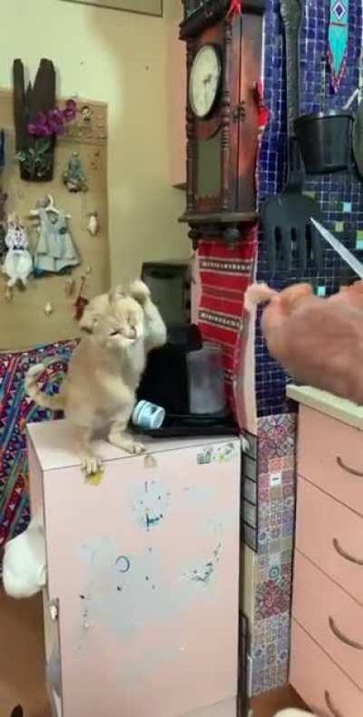 That’s how our cat’s begging for food...