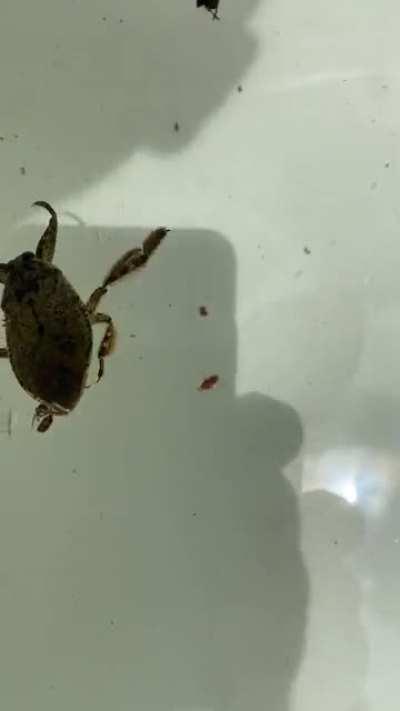 What’s this mouse-sized aquatic bug I found trapped in my flooded bin?!?