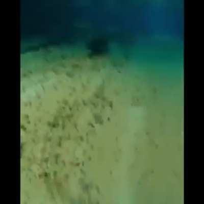 Was inspired by seeing a capybara in a nearby zoo, what lovely animals