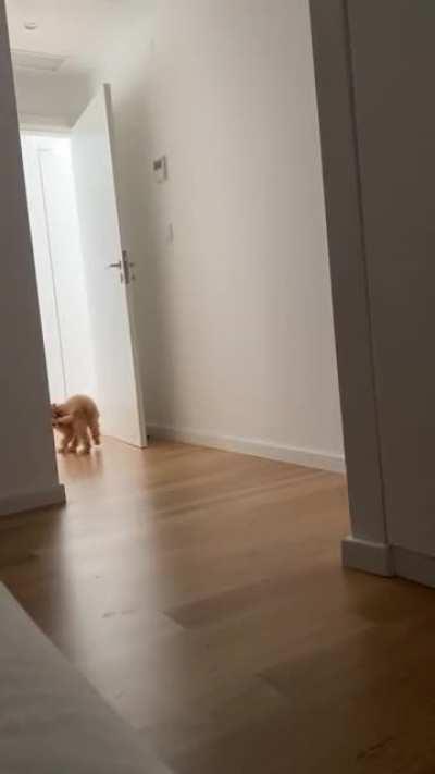 Puppy.exe has stopped working