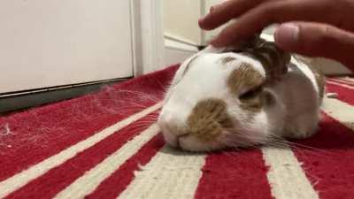 My bun being petted :)