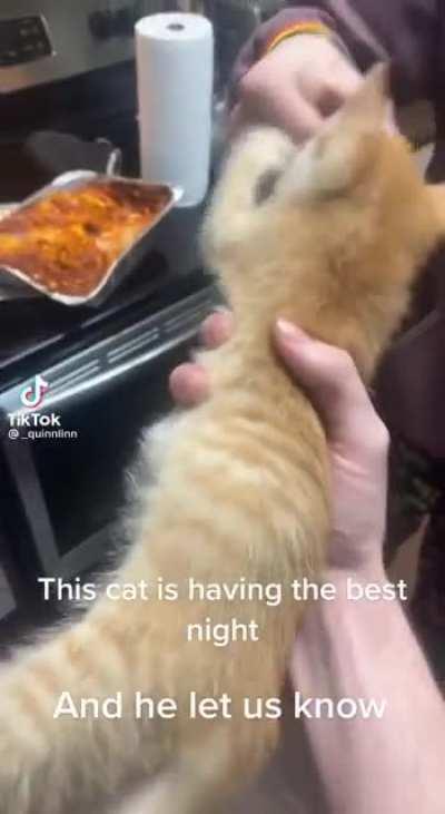 Guys giving a cat lasagna