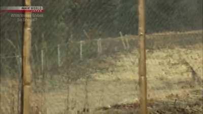 Shiba Inu tasked with scaring monkeys away from farmers' fields in Nagano, Japan