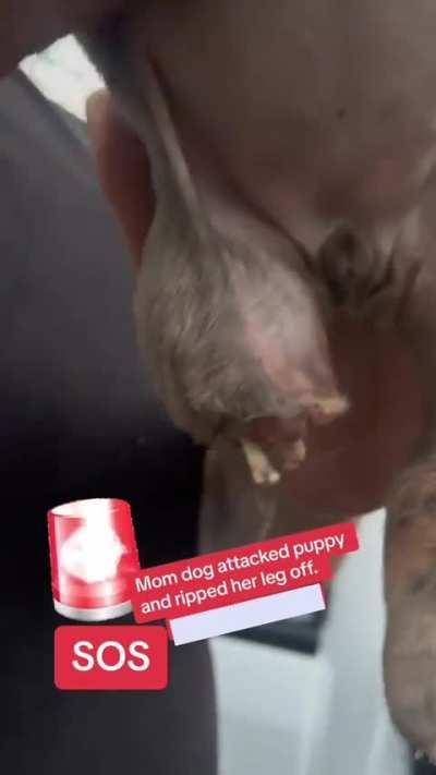 10/02/23: “SOS. Mom dog (pit bull) attacked her own puppy and ripped her leg off.” 💔 as we’ve seen time and time again, even their own puppies aren’t safe from them. How can any one expect us to trust this breed when they can’t even be trusted with their 