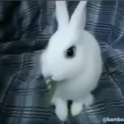 Bunny in weed