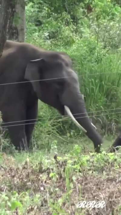 An indian elephant carefully dismantling and short-circuiting an electric fence