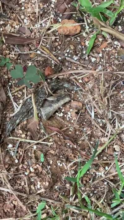 What is this monstrosity? [NC, USA]