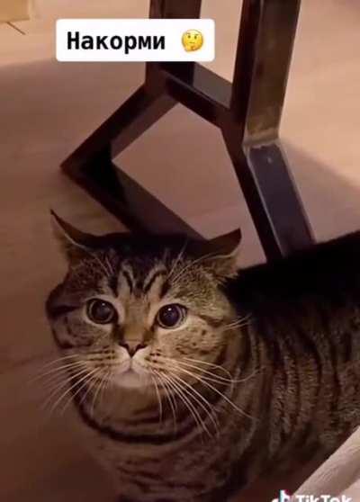 Давно не кормил походу что кот заговорил аж