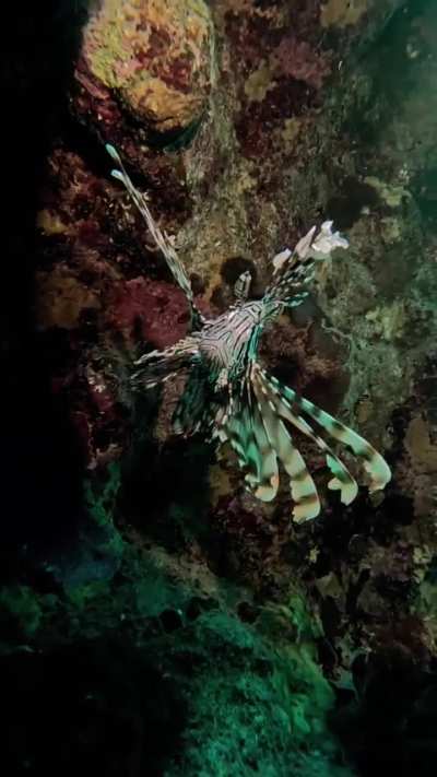 beauty glows, danger hides beneath vibrant spines