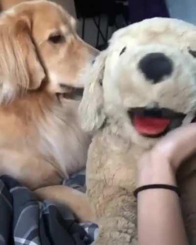 Someone seems to feel so jealous!