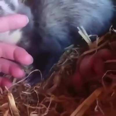 Hey human! Take a look at my babies...