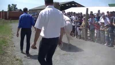 The Belgian Blue Bull is Absolutely Jacked