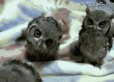 Upvote for owls happiness. Here’s a cute gif