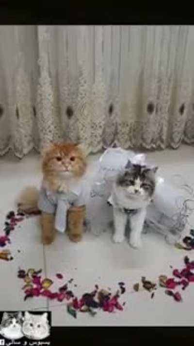 Arab Cat Wedding