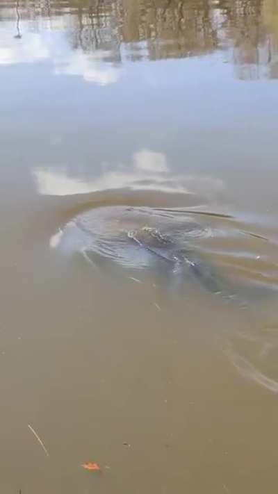 Is nature unironically healing? Seal in the Yarra.