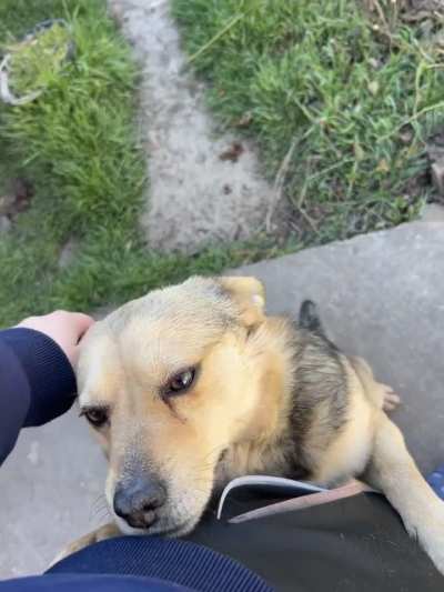 Unconditional doggo love