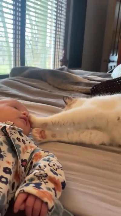 How gentle is this cat