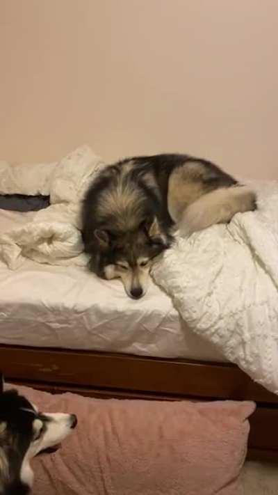 Huskies are dramatic in everything they do...