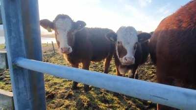 Very friendly cows in the Highlands of Scotland