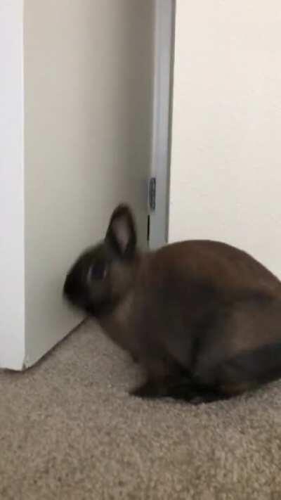 Ive recorded dozens of videos of Chester since adopting him, but this is still a favorite