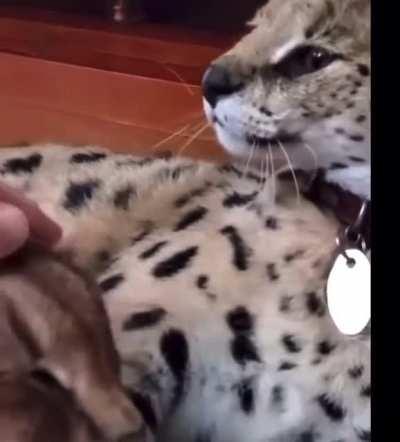 Why do these cats hate each other