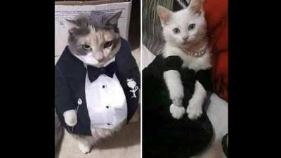 fat ass cat in a tuxedo gets married