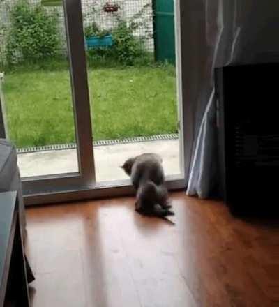 Cat missed a step