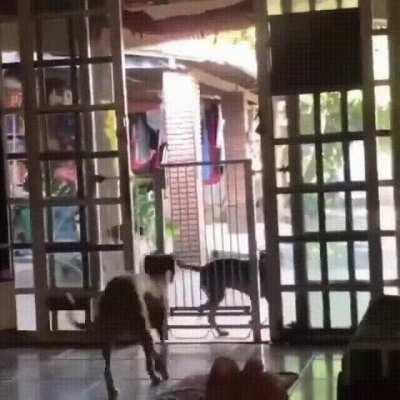 Not possible to get in there, bruh! Doggo: