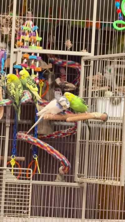 G.G. grooming Glen (it’s love)