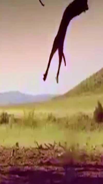 Panther jumps to catch flying bird and won