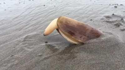 🔥 Clam using its “foot” to dig into the sand 🔥