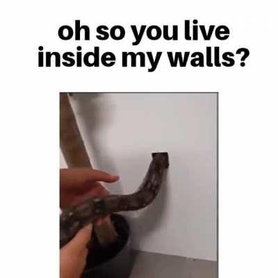 Had to get those things out of my walls somehow, hope they're scared of snakes.