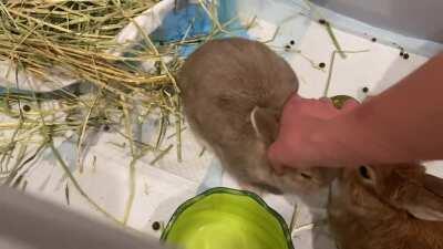 Puddy likes cheek rubs. He purrs