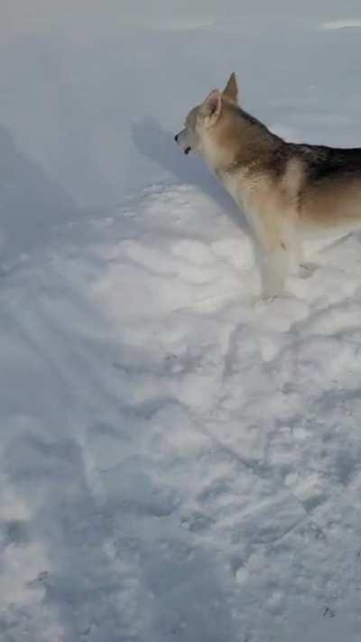 Enjoying her favorite snow hill. ❄
