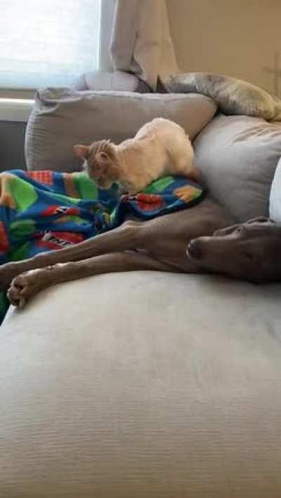 These 2 aren't friends, but it's snowy out so after 5 years... (OC)