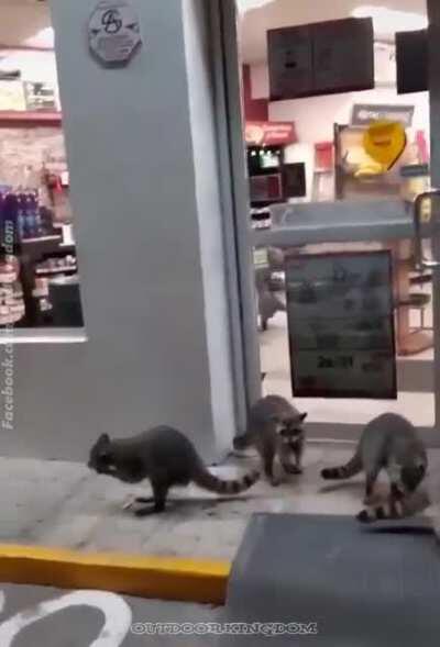 These Trash Pandas begging at a gas station is the best thing I've seen all week.