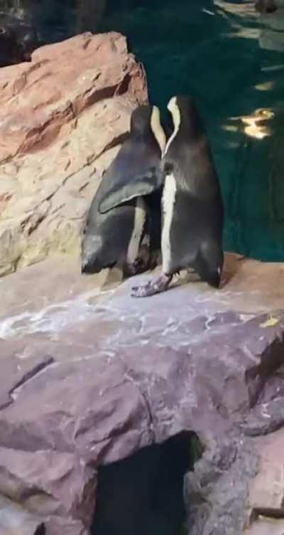 Saw this little guy helping his buddy out today 🥺