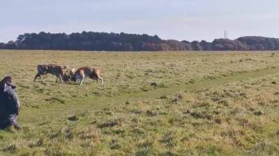 Dublin locals fighting in the park