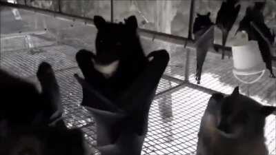 These bats filmed upside down looks like something from a horror movie